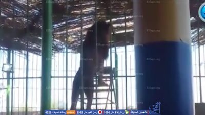 شاهد لحظة هجوم أسد على مدربه بالإسكندرية (فيديو)