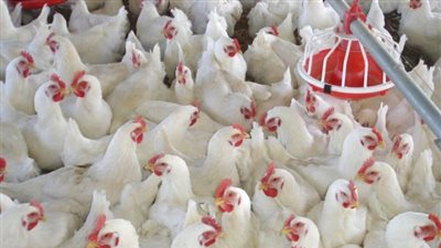 وصمة جديدة في جبين الحكومة بعد قرار إعفاء الدواجن المستوردة من الجمارك