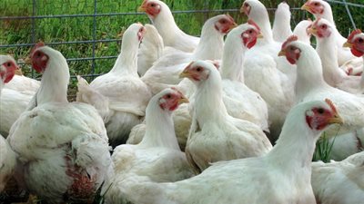 منتجو الدواجن يعتزمون الطعن ضد قرار الحكومة برفع الجمارك عن 