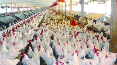 بائعو الدواجن بعد إعفاء المستورد من الجمارك: 