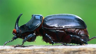 5 حيوانات بلا دماء حمراء (صور)