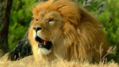 من محمد الحلو لشاب الإسكندرية.. 4 قصص تروي مأساة التهام الأسود لمدربيها (تقرير)‏