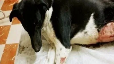 حكم ممارسة الجنس مع 