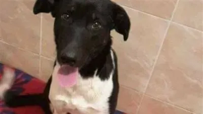 أدلة تكشف الحقيقة.. هل مارس الشباب الجنس مع 