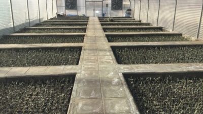 زراعة 20 ألف شتلة زيتون في الباحة