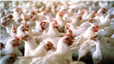 عاجل.. الحكومة ستتراجع عن قرار رفع الجمارك عن الدواجن خلال ساعات 