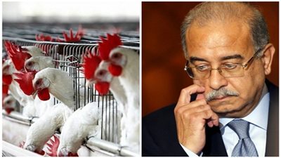 برلمانيون عن فضيحة إلغاء جمارك الدواجن المستوردة: وصمة عار لـ 