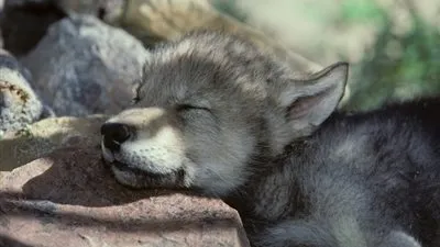 سيدة ترسل لزوجها صورة كلبها الجديد.. فيكتشف الكارثة! (صور)