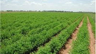 فلاحون عن مشاكل الزراعة: 