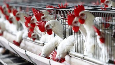 رئيس شعبة الدواجن : نرغب فى تطوير المنظومة وزيادة الإنتاج لـ 180%