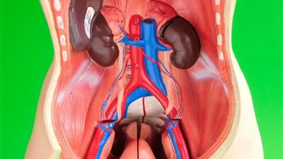 3 أشياء تدمر «الكلى».. تعرف عليهم 