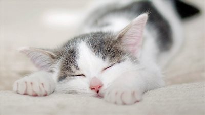 تعرف على خصائص النوم المذهلة لدى 