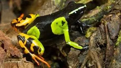 ضفدع سام قادر على قتل 50 شخصًا في الساعة !