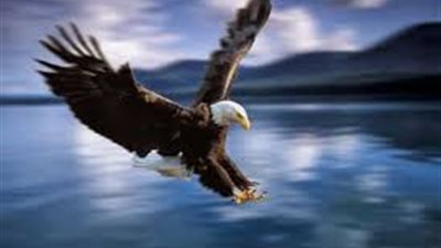  بسبب المرض..  النسور تنتحر بدلاً من انتظار الموت !