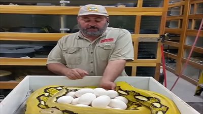 أفعى ضخمة تهاجم رجل حاول الاستيلاء على بيضها (فيديو)