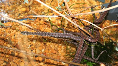 هل تعلم أن الأفعى ذات المجسين تعيش  20 عاماً ؟