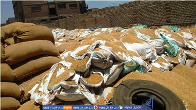 اكتشاف عجز 8 الأف طن قمح بـ25 مليون جنيه في شونة إهناسيا ببني سويف (صور)
