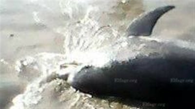 الأمواج تقذف 