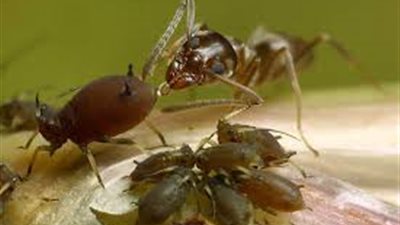 هل تعلم أن هناك نوع من انواع النمل يقوم بعمل الفلاح !