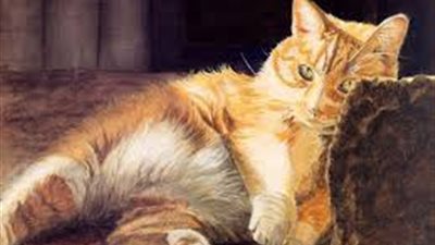 تعرف على سر نوم الحيوانات بشكل غير منتظم !