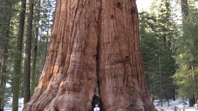 تعرف على اضخم شجرة في العالم