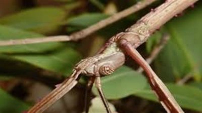 تعرف على الحشرة الأطول في العالم والتي يبلغ طولها 50 سم !