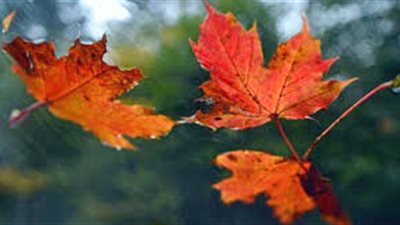 تعرف على سر تحول لون أوراق الأشجار وسقوطها  في الخريف