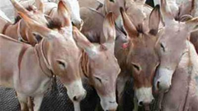 الزراعة تعد ببحث أزمة تصدير الحمير للخارج خلال أسبوع