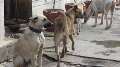 منى خليل عن بيع الحكومة للحيوانات لدول تتعامل معها بسوء: مانصدر مخدرات أحسن 