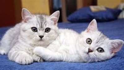 امراض قد تصيبك بسبب تربية القطط في المنزل.. تعرف عليها 