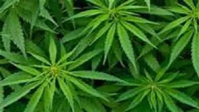 مجلس الشيوخ المكسيكي يسمح بتعاطي الماريخوانا