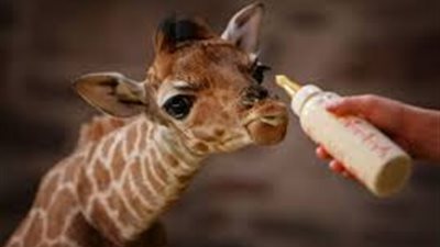 ولادة أول زرافة في حديقة الحيوان منذ 30 عاما