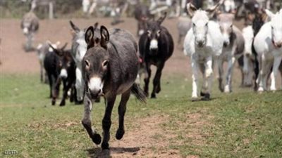 هل تخرج الحكومة من أزمة العملة بتصدير الحيوانات؟