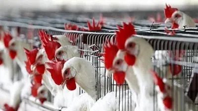 بأمر الوزارة.. ممنوع استيراد 