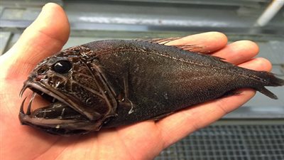 صياد روسي يثير ضجة بعد اصطياده مخلوقات بحرية غريبة (صور)