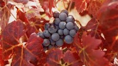 أطباء يحذرون من تناول الأطفال دون 5 سنوات العنب لأنه يؤدي للوفاة !