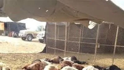 نفوق أكثر من 45 رأسًا من الأغنام بعد تناول أعلاف القصب بمكة