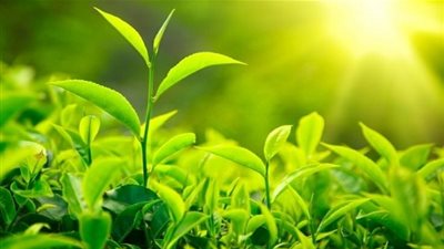 حقائق ومعلومات شيقة عن النباتات