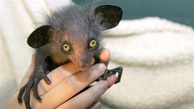 أغرب الحيوانات الموجودة بالعالم.. أبرزها 