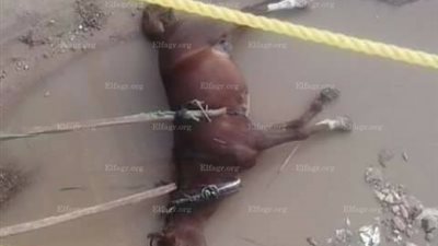 نفوق حصان صعقًا بالكهرباء في مياه الأمطار بالبحيرة (صور) 