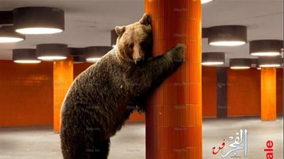 شاهد الملصق الرسمي للدورة الـ 67 لمهرجان برلين السينمائي الدولي