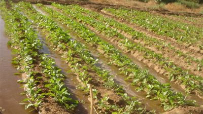 الإنتهاء من زراعة 5740 فدان ببنجر السكر في دمياط