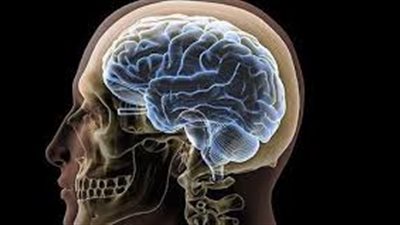 دراسة تؤكد أن الدماغ لا تنضج قبل سن الثلاثين !