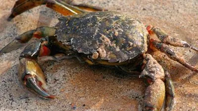 تعرف على اغرب انواع سرطان البحر حول العالم !