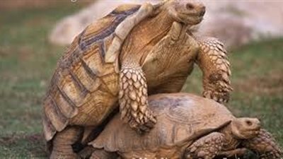 اذا كان لديك سلحفاة.. تعرف على كيفية تزواجها !