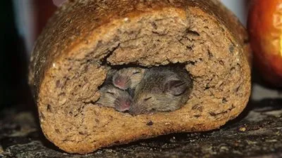 أطعمة تدخل بطون المصريين.. والنكهة بطعم 