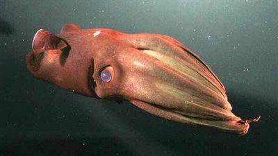 معلومات عجيبة عن حيوان الحبار 