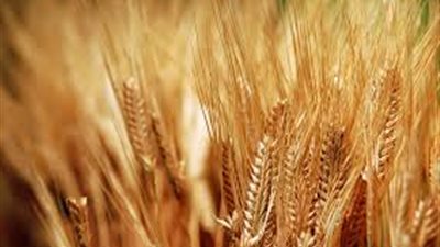 التموين: نستعد لموسم قمح جيد.. والتعاون مع الإمارات يوفر 1.5 مليون طن