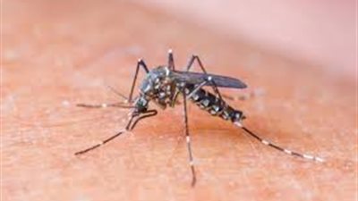 هذه هي الأسباب التي تجعل الناموس يلاحقك كثيراً !