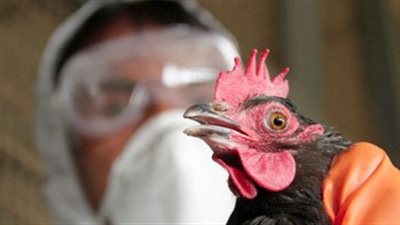 هونج كونج تؤكد ظهور ثاني حالة إصابة بشرية بأنفلونزا الطيور هذا الشتاء